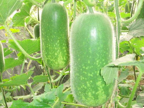 溪同学吃瓜大爆料,揭秘娱乐圈幕后真相