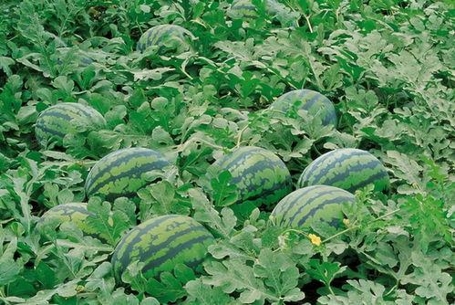 娱乐713吃瓜最新入口